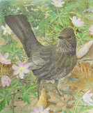 Die Vogeltafeln von Léo-Paul Robert